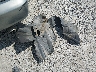 4T1BE32K16U****** Wrecked 2006 Toyota Camry in Mississippi State