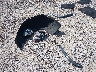 1C4RJFBGXFC****** Wrecked 2015 Jeep Grand Cherokee in Ohio State