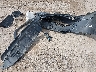 7MUAAABG5PV****** Wrecked 2023 Toyota Corolla Cross in Montana State
