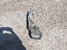 1GCHC53K49F****** Wrecked 2009 Chevrolet Silverado 2500 HD in Texas State