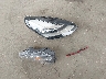 5YJYGDEE4MF****** Wrecked 2021 Tesla Model Y in California State