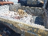 1FTJW36F4SE****** Salvage 1995 Ford F-350