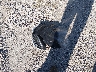 JYARN53E7HA****** Destrozados 2017 Yamaha FZ-09 en Estado de Missouri