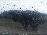 YV1RS592452****** Salvamento y Reparables 2005 Volvo S60 en Estado de Washington