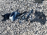 3KPC24A63LE****** Wrecked 2020 Hyundai Accent in Kentucky State