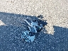 3TMLU4EN6DM****** Wrecked 2013 Toyota Tacoma in Minnesota State