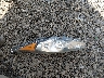 3FADP4AJ2JM****** Wrecked 2018 Ford Fiesta in Delaware State