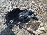 JF2SKAGC4LH****** Destrozados 2020 Subaru Forester en Estado de Massachusetts