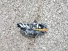 1FA6P8TH5J5****** Wrecked 2018 Ford Mustang in Michigan State