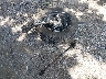 5NMS2DAJ0PH****** Wrecked 2023 Hyundai Santa Fe in Indiana State