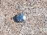 1FTRX17L43N****** Wrecked 2003 Ford F-150 in Texas State