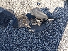 1FA6P8TH6G5****** Wrecked 2016 Ford Mustang in Maryland State