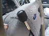 1FTPX14V17F****** Salvamento 2007 Ford F-150 en Estado de Mississippi