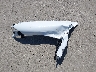 JTHGZ1B28P5****** Wrecked 2023 Lexus IS in California State