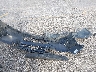 5NPD84LF1LH****** Wrecked 2020 Hyundai Elantra in South Carolina State
