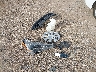 5YFB4MDE1PP****** Wrecked 2023 Toyota Corolla in Texas State