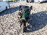 JKBZXVR19PA****** Used and Repairable 2023 Kawasaki Ninja H2 in Arkansas State