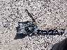 3KPF24AD5ME****** Wrecked 2021 Kia Forte in Tennessee State