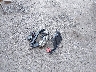19UDE4G75PA****** Wrecked 2023 Acura Integra in New York State