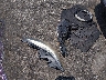 KMHDH4AEXEU****** Wrecked 2014 Hyundai Elantra in South Carolina State