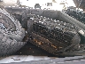 1FTFW1RG6MF****** Wrecked 2021 Ford F-150 in Arizona State