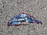 1HGCM82695A****** Wrecked 2005 Honda Accord in Arkansas State