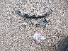2HGFE2F52RH****** Wrecked 2024 Honda Civic in Louisiana State