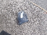 1G1ZD5ST3PF****** Salvamento 2023 Chevrolet Malibu en Estado de Carolina del Sur