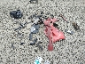 1FADP3L90JL****** Destrozados 2018 Ford Focus en Estado de Oregón