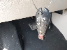 2C4RC1BGXDR****** Salvamento 2013 Chrysler Town & Country en Estado de Indiana