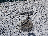 2T1BU4EE2CC****** Wrecked 2012 Toyota Corolla in West Virginia State