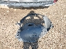 5XYK6CAF7PG****** Wrecked 2023 Kia Sportage in Ohio State