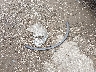 1C4RDJDG2HC****** Wrecked 2017 Dodge Durango in Texas State