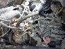 1HTJTSKL7BH****** Repairable 2011 International 4300 in Raleigh