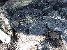 3VW567AJ7CM****** Reparables 2012 Volkswagen Jetta en Charlotte