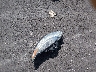 1LNHL9ER4CG****** Wrecked 2012 Lincoln MKS in Illinois State