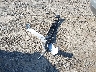 5UX53GP09S9****** Salvage 2025 BMW X3 in New Jersey State