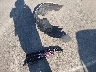 2GKALPEK5H6****** Destrozados 2017 GMC Terrain en Estado de Illinois