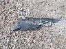 1C4PJMDS9FW****** Wrecked 2015 Jeep Cherokee in Wisconsin State