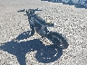 LB2S1MEF2MX****** Salvage and Repairable 2021 Geely Ming Industrial MetaCycle in Tucson