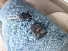 1FMEU51K17U****** Salvage 2007 Ford Explorer in West Virginia State