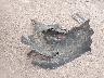 1GCVKREC2FZ****** Wrecked 2015 Chevrolet Silverado 1500 in Colorado State