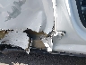 7SAYGDEE5PA****** Usados y Reparables 2023 Tesla Model Y en Estado de California