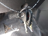5J6YH1H39AL****** Salvage 2010 Honda Element in Texas State