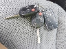 1FMCU9G97DU****** Salvage 2013 Ford Escape in Montana State