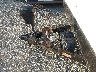 54CTM2J24J3****** Reparables 2018 Winnebago Micro Mini 2108ds en Asheville