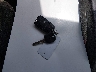 2G1FB1E31E9****** Salvamento 2014 Chevrolet Camaro en Estado de Wisconsin