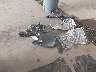 1N4AL3AP5HC****** Wrecked 2017 Nissan Altima in Minnesota State