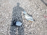 1FADP3F28EL****** Destrozados 2014 Ford Focus en Estado de Indiana
