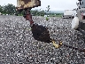 1FDYW80U7FV****** Used 1985 Ford LNT8000 in New Jersey State
